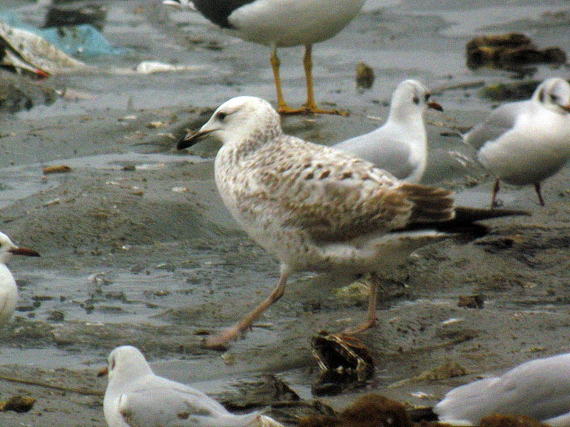 4 Pontiques, 4 Leucos, 4 Argentés ou encore des hybrides ? Larcac130121_H1_4_2rw