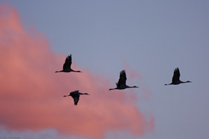      SandhillCrane_Sunset_HS8377