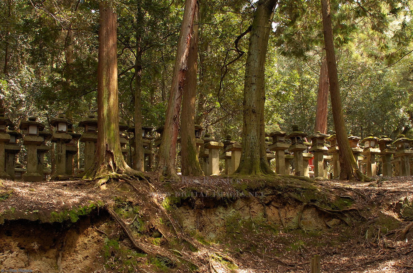 Les klanu Nara poblíž Země Ohně KasugaShrine_LanternForest_9899