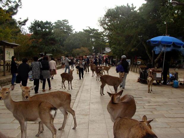  نـارا مدينـة الغـزلان اليابانيـة Nara_Deer_10