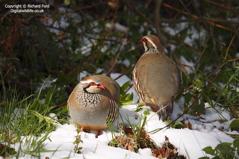 Нааканото Гадже на Гетсби Red%20legged%20Partridge%20_MG_8486%20lw