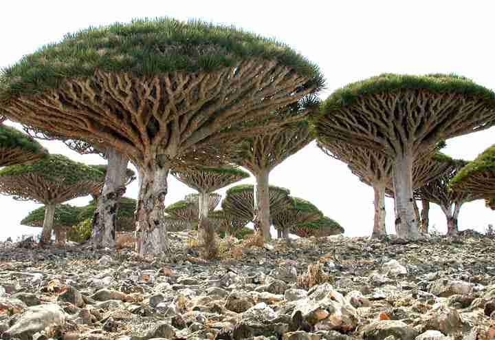 Σοκότρα: το πιο παράξενο νησί στον κόσμο Socotra-10