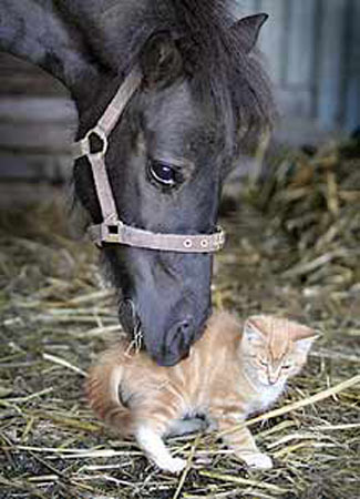 DE LA TENDRESSE ... AVANT TOUTE CHOSE - Page 3 Cheval_chat