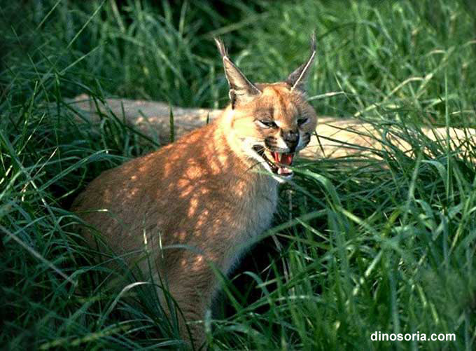    Caracal_06