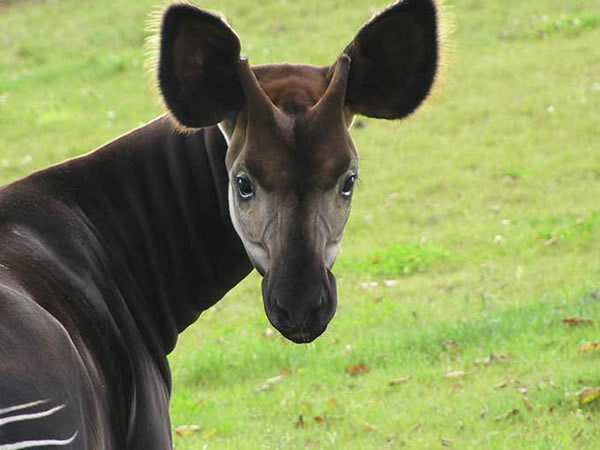 ANIMAUX DE COMPAGNIE OU AUTRES Okapi6