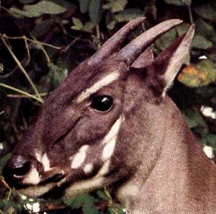 Cryptozoologie Saola