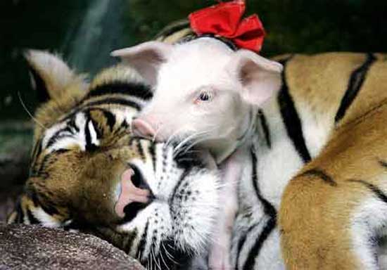 DE LA TENDRESSE ... AVANT TOUTE CHOSE Tigre_cochon_02