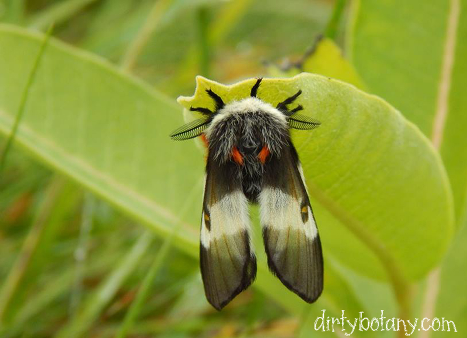 Sưu tập Bộ cánh vẩy  - Page 25 Buck-moth-hemileuca-lucina-or-maia-Pine-Barrens-NH