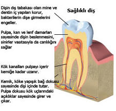 Kanal Tedavisi Kanal.3