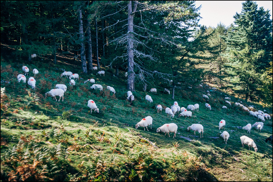 Reportage : La Rhune - Pays Basque (style argentique) 20141116112509-f7e603c8