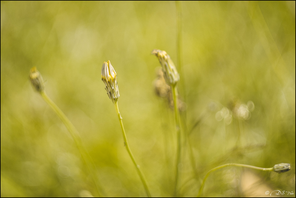 Le timide. 20160704094227-647856c6