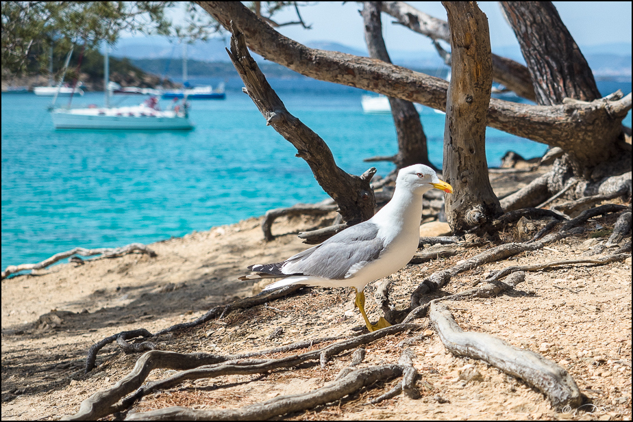 Porquerolles : comme une idée du paradis [+ Ajouts] 20190610200810-b709078f