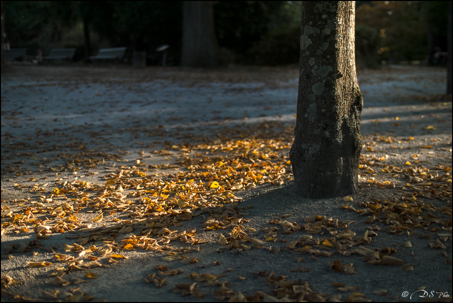 [Série] - "Premières lumières d'Automne" 20221021164400-a6e24c05