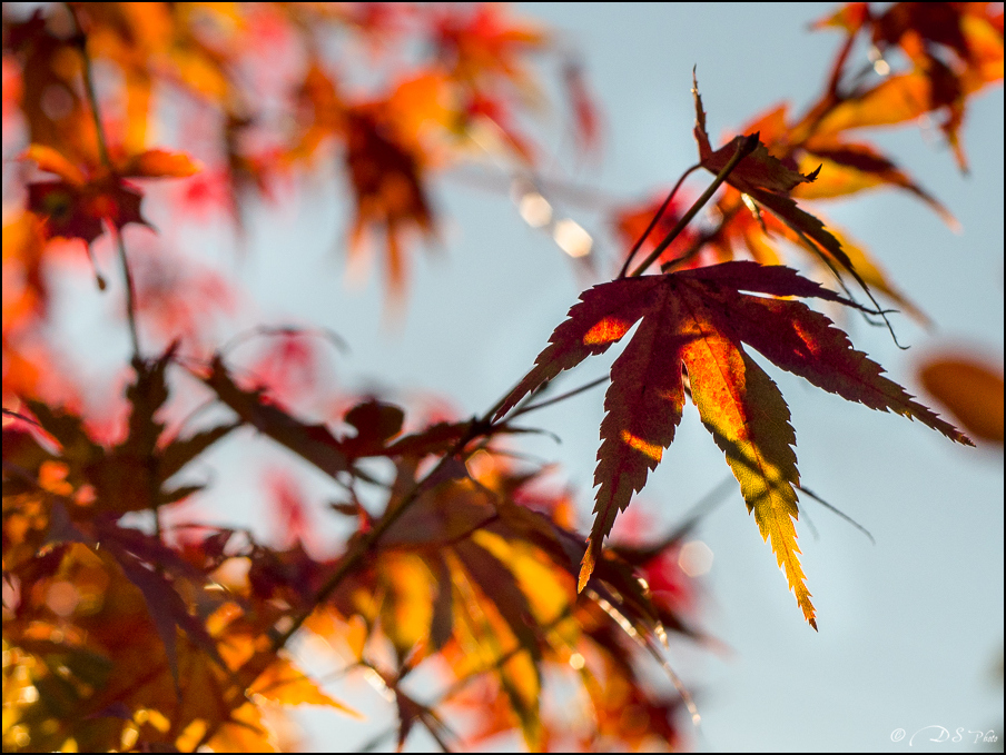 [Série] - "Premières lumières d'Automne" 20221207155601-2da43c28