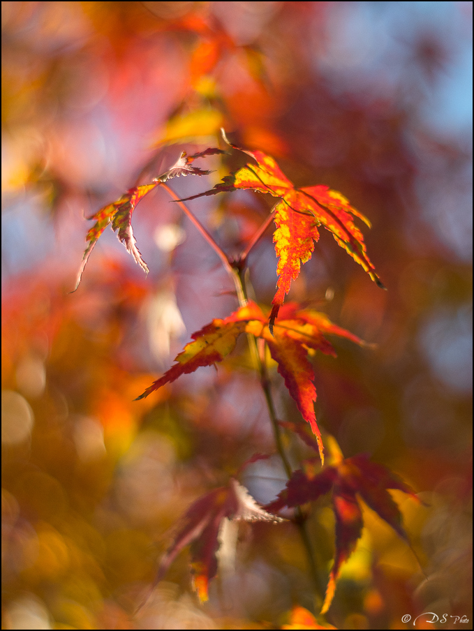 [Série] - "Premières lumières d'Automne" 20221207155601-e2a73023