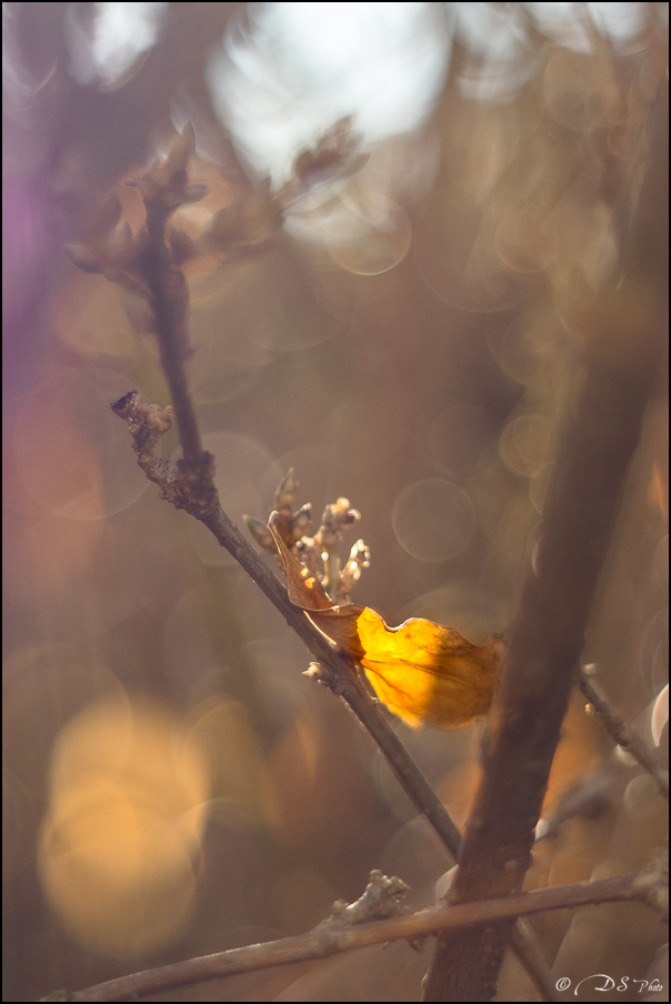 [Série] - "Premières lumières d'Automne" 20221221231640-c9414128