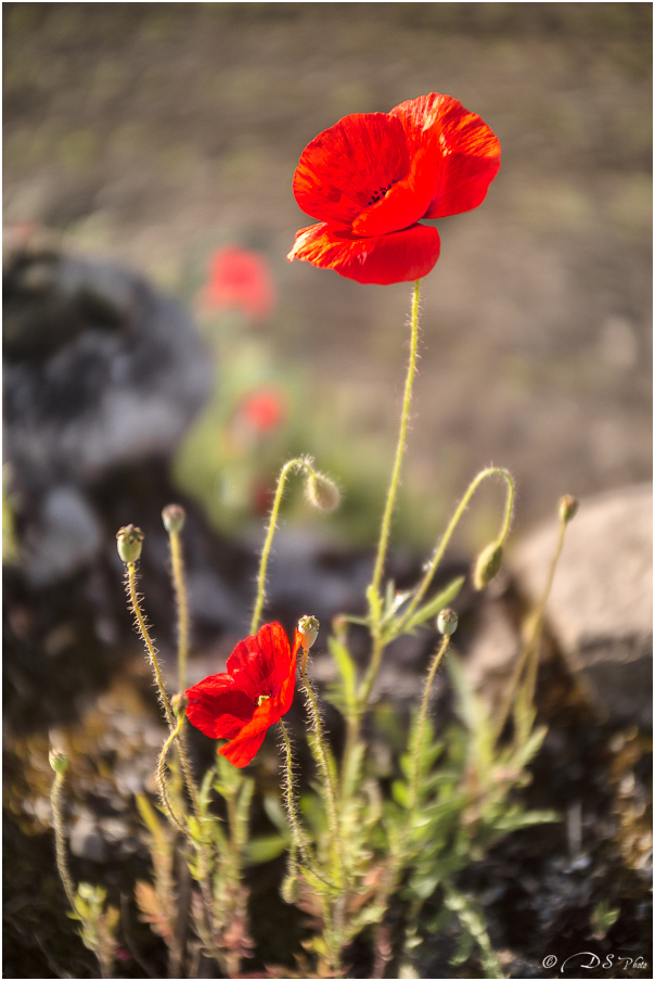 " Les Coquelicots " 20230523105037-b5621e10