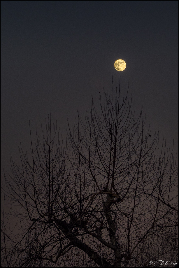 " L'arbre-réverbère " 20231227230515-d4b2f2ec