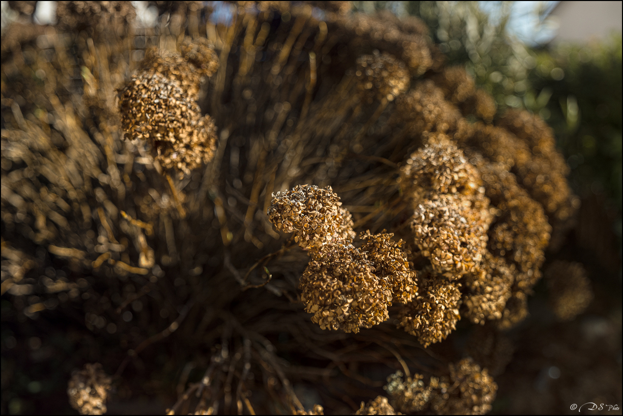 "Hortensias d'hiver" 20240129104940-8ada76e9