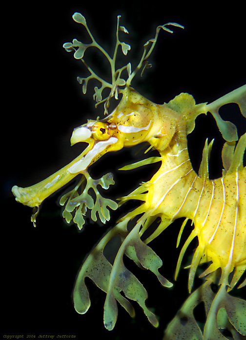 இலை வடிவ கடற் குதிரைகள். Leafy_Sea_Dragon10