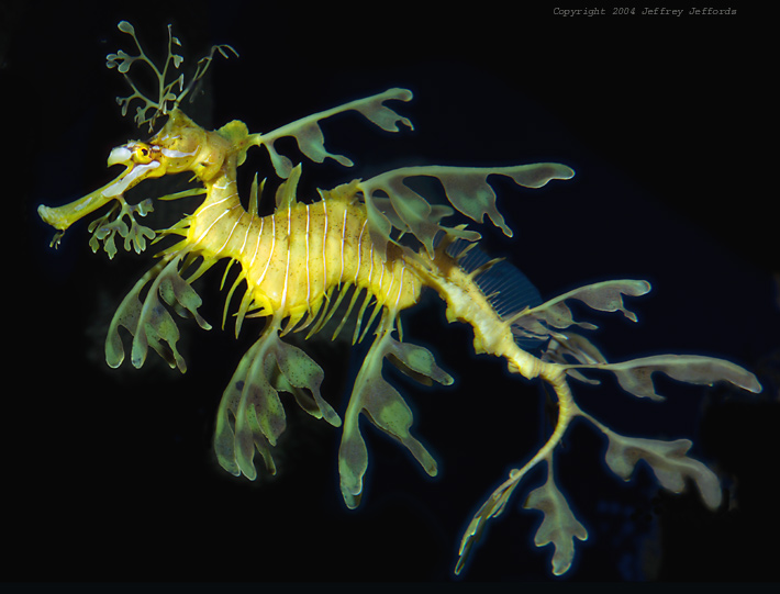 இலை வடிவ கடற் குதிரைகள். Leafy_Sea_Dragon9_