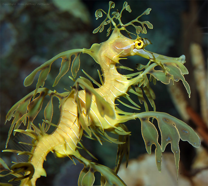 இலை வடிவ கடற் குதிரைகள். Leafy_seadragon7