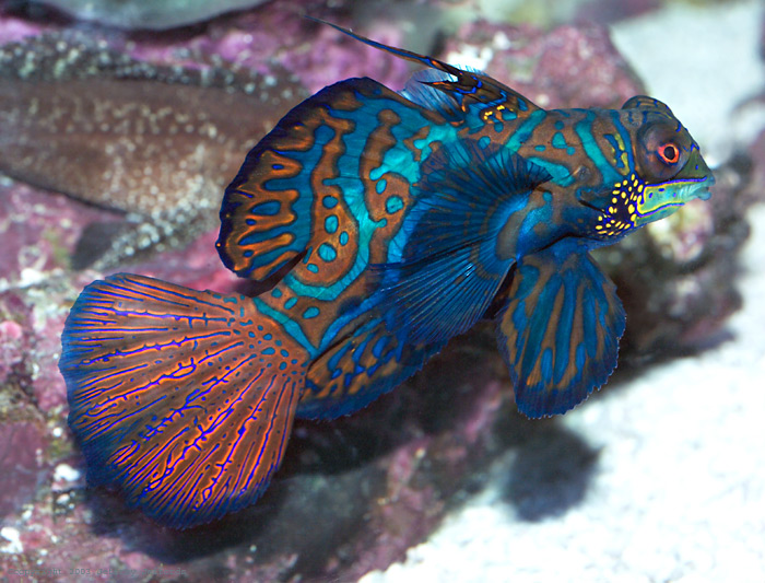 Le poisson-mandarin. Mandarinfish_1