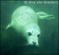 Dive in UK : blood, sweat (not garanted) and tears ... Wales_south_haven_pinnacle_seal