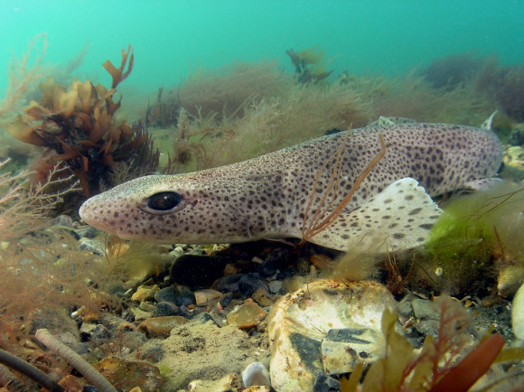  سمك الكلب.... 23151-largest_Lesser_Spotted_Dogfish2_Selsey_UK_May_06