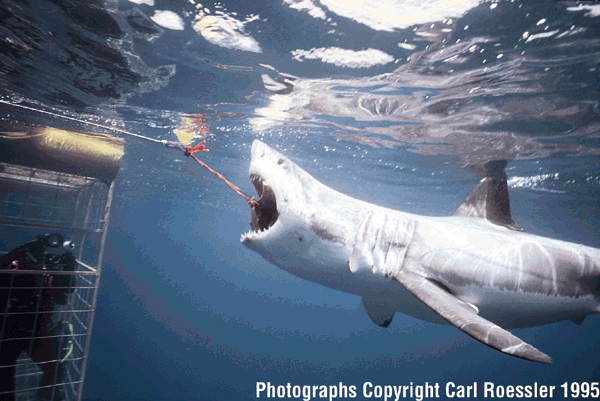 (القرش الابيض العظيم ...Great White Shark) Gws2_b