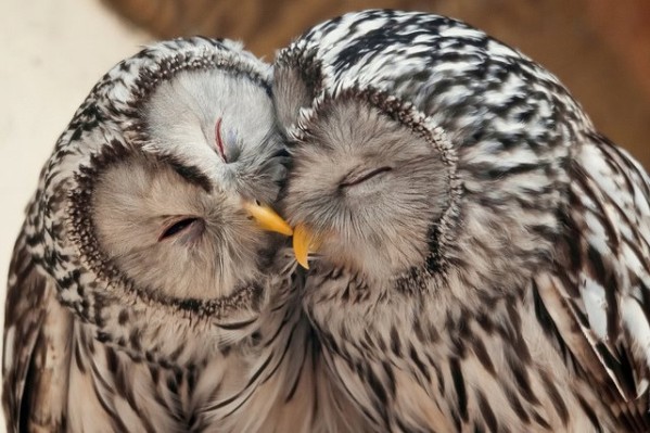 Regards de hibous ou de chouettes Chouettes