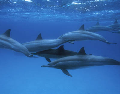 الغــــــــردقـــــة ... سياحة لا تنسى Hurghada-dolphins