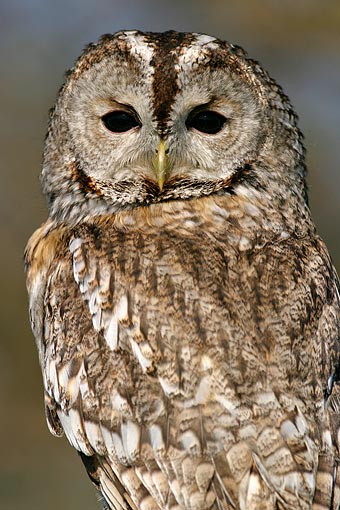 Izlog prodavnice Tawny-Owl-03