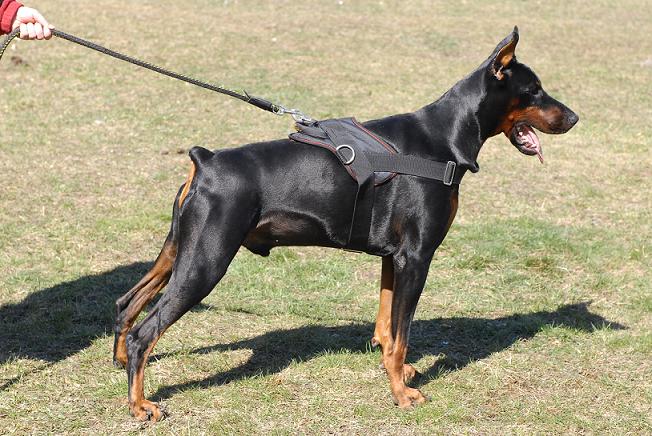 Doberman - Firme e Rigoroso Doberman-harness-big