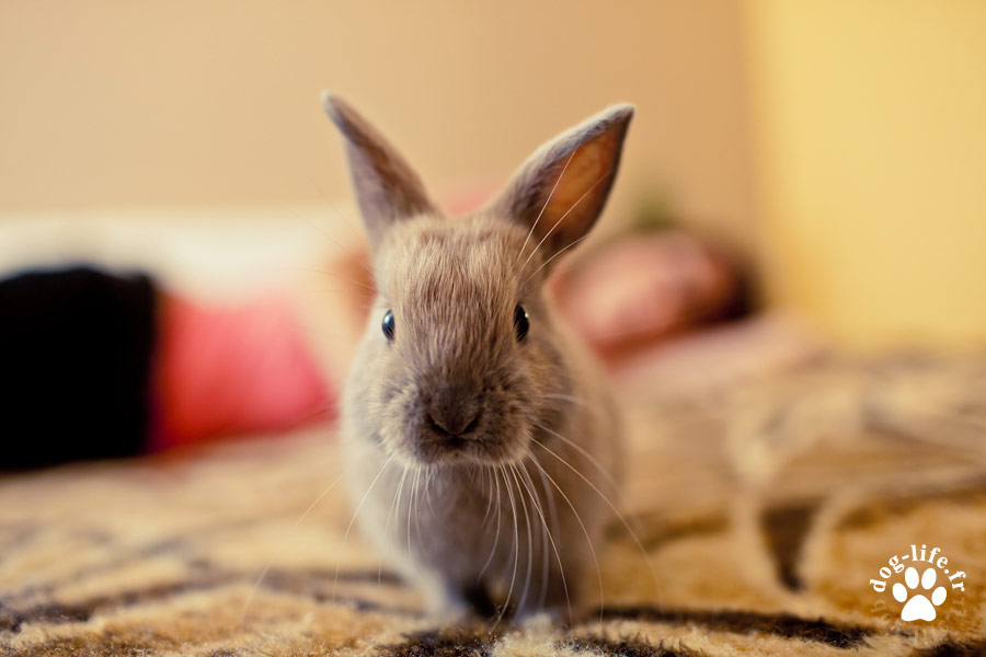 Mon petit Dernier  ! 10-un-lapin-pas-comme-les-autres-lilou