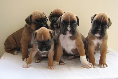 ::::::: Boxers Boxer-Puppy-For-Sale