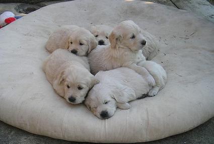 POOOOOOOOOOOOP Labrador-puppies