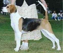 English Foxhound - Kẻ săn cáo tài ba EnglishFoxhoundJessout