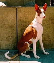 Podenco Ibicenco - chó săn Tây Ban Nha Ibizanhoundsit