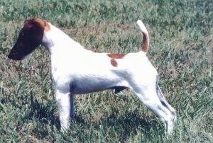 Fox Terrier lông mượt Smoothfoxterrierstand