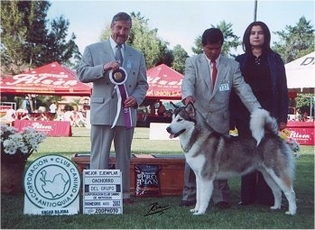 Danh mục các giống chó ! Alaskan%20Malamute%20GAIA%20win%201