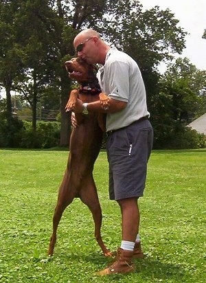 Doberman - Firme e Rigoroso DobermanBoomer2