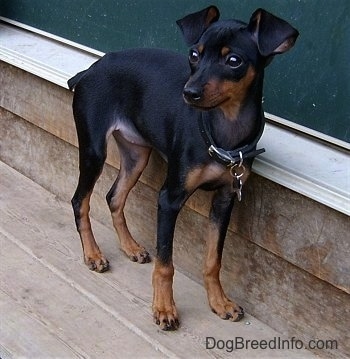 Miniature Pinscher MinPinTwiggy6