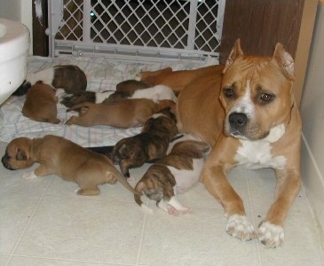 American Staffordshire Terrier (American Pit Bull Terrier) AmericanStaffordshireTerrierMountbrierfarmsrustinandpups
