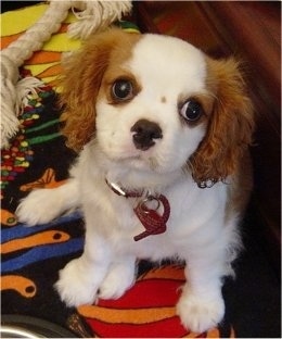 Le cavalier king charles Cavalier%20King%20Charles%20SpanielDSC02105