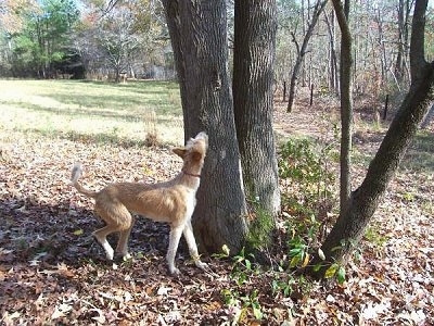 Podenco Ibicenco - chó săn Tây Ban Nha IbizanHound100_0195