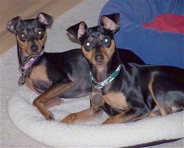 Miniature Pinscher MinPinZoeTyson2