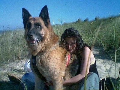 صور كلاب German Shepherd GermanShepherdFluffbeachmumma2