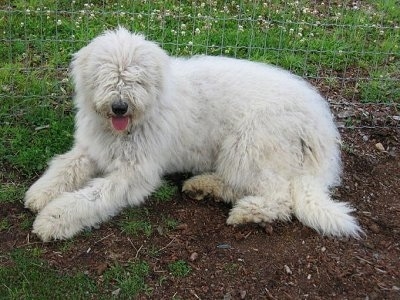 KOMONDOR - Kẻ có bộ lông kì dị. KarmaKomondorKomondor8months2