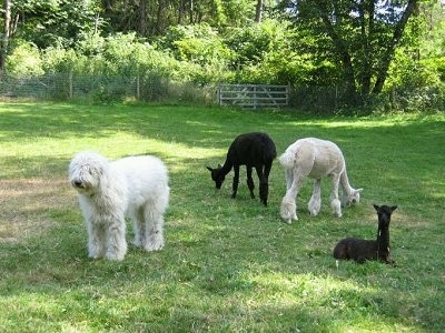 KOMONDOR - Kẻ có bộ lông kì dị. Komondor1LGDKomondorpuppycria_12_1